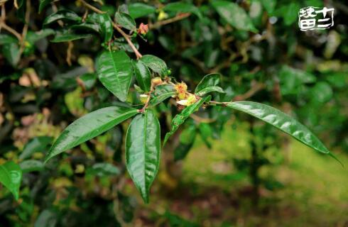 十二块田:以茶为梦天地宽 国际舞台